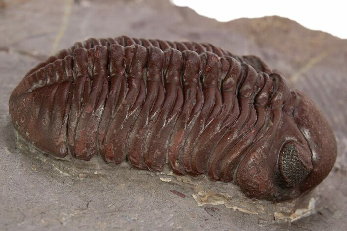 Red Austerops Trilobite - Hmar Laghdad, Morocco #328623